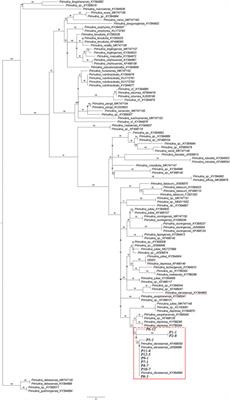 Strong Genetic Structure Observed in Primulina danxiaensis, a Small Herb Endemic to Mount Danxia With Extremely Small Populations